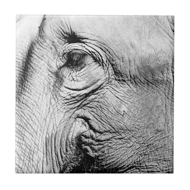 Elefant-Auge, 2017 Fliese (Vorderseite)