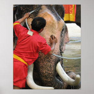 Elefant beim Baden ... Ayutthaya, Thailand Poster
