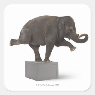 Elefant darstellend Trick on Box Quadratischer Aufkleber