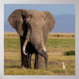 Elefant, der das Groung sucht Poster