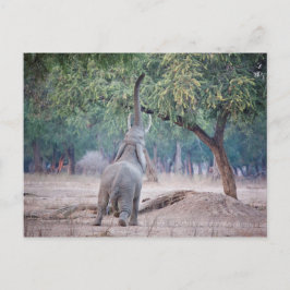 Elefant, der nach Acacia-Baum strebt Postkarte