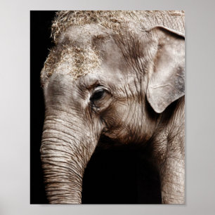 Elefant Foto Bild Poster