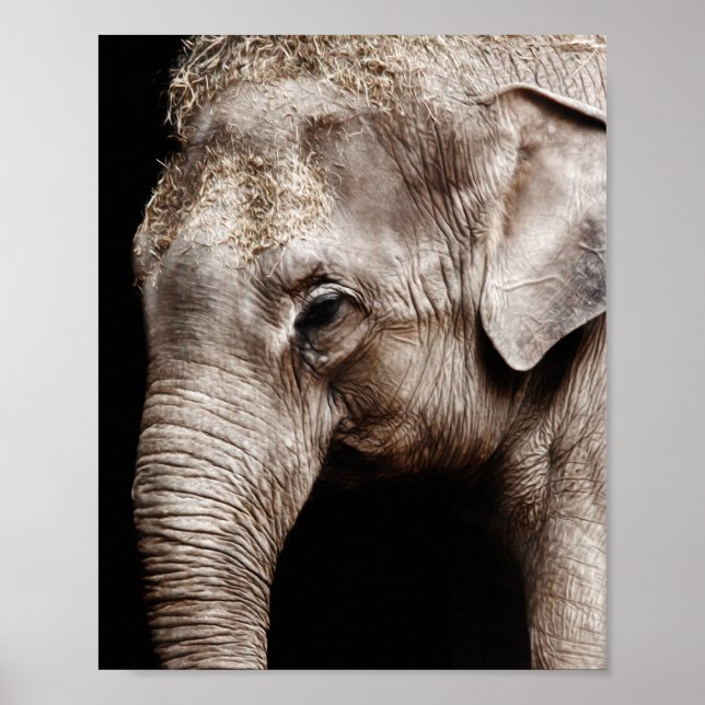 Elefant Foto Bild Poster (Vorne)