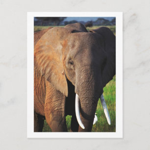 Elefant im Amboseli Nationalpark, Kenia Postkarte