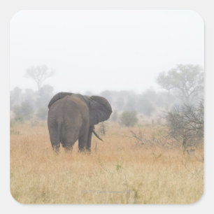 Elefant im Nebel des frühen Morgens, Kruger Quadratischer Aufkleber