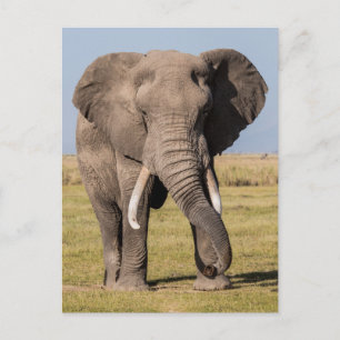 Elefant in einer aggressiven Pose Postkarte