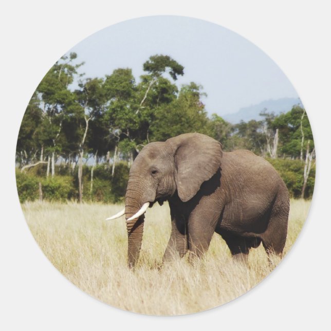 Elefant in Masai Mara, Kenya Aufkleber (Vorderseite)