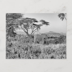 Elefant in Samburu Postkarte