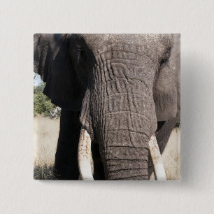 Elefant (Loxodonta africana), Abu Camp 3 Button