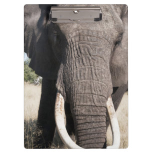 Elefant (Loxodonta africana), Abu Camp 3 Klemmbrett