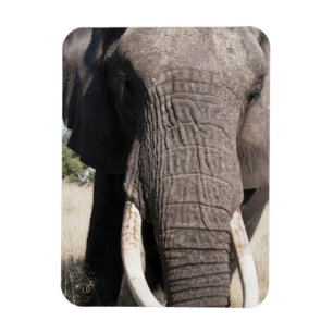 Elefant (Loxodonta africana), Abu Camp 3 Magnet