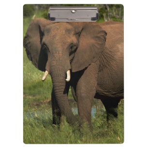 Elefant (Loxodonta Africana), Hwange Klemmbrett