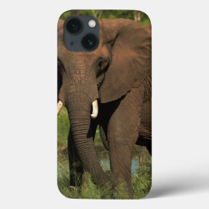 Elefant (Loxodonta Africana), Hwange National Case-Mate iPhone Hülle