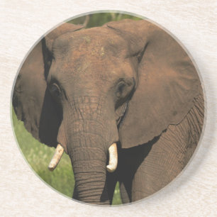 Elefant (Loxodonta Africana), Hwange National Getränkeuntersetzer