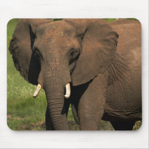 Elefant (Loxodonta Africana), Hwange National Mousepad