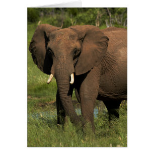 Elefant (Loxodonta Africana), Hwange-Nationalpark