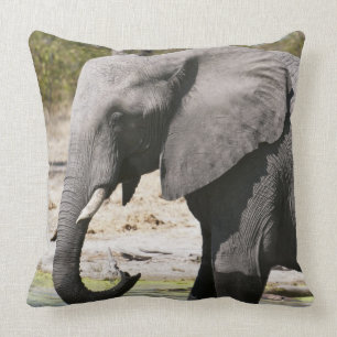Elefant (Loxodonta africana), Savute Channel Kissen