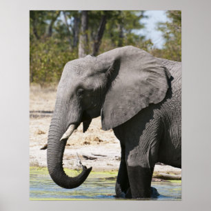 Elefant (Loxodonta africana), Savute Channel Poster