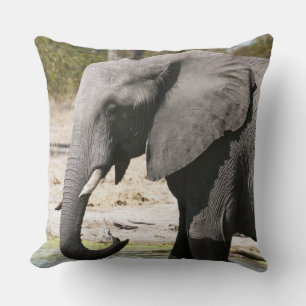 Elefant (Loxodonta africana), Savute-Kanal Kissen