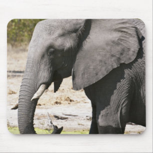 Elefant (Loxodonta africana), Savute-Kanal Mousepad