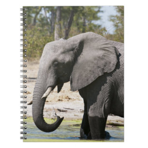 Elefant (Loxodonta africana), Savute-Kanal Notizblock