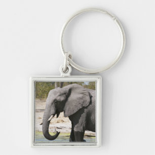 Elefant (Loxodonta africana), Savute-Kanal Schlüsselanhänger