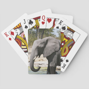 Elefant (Loxodonta africana), Savute-Kanal Spielkarten