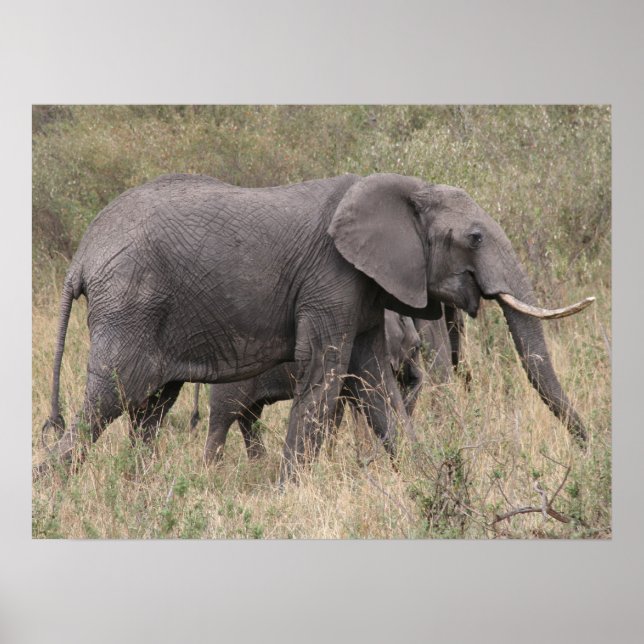 Elefant mit Stoßzähnen Poster (Vorne)