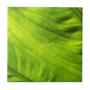 Elefant-Ohr-Wasserbrotwurzel-Keramik-Fliese Fliese