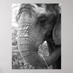 Elefant Poster
