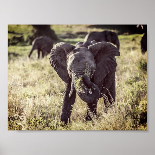 Elefant Poster (Vorne)