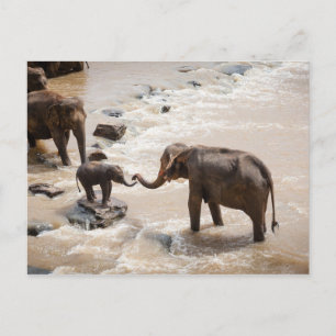 Elefant Postkarte
