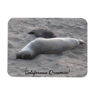 Elefant-Siegel an Piedras Blancos Strand Magnet