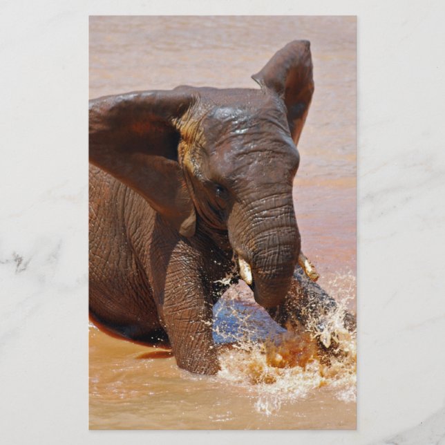 Elefant spielt mit Wasser (Vorderseite)