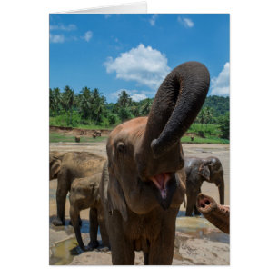 Elefant Sri Lanka