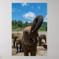 Elefant Sri Lanka