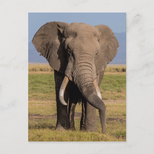 Elefant sucht postkarte (Vorderseite)