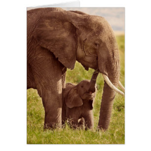 Elefant u. Baby Getty Bild-