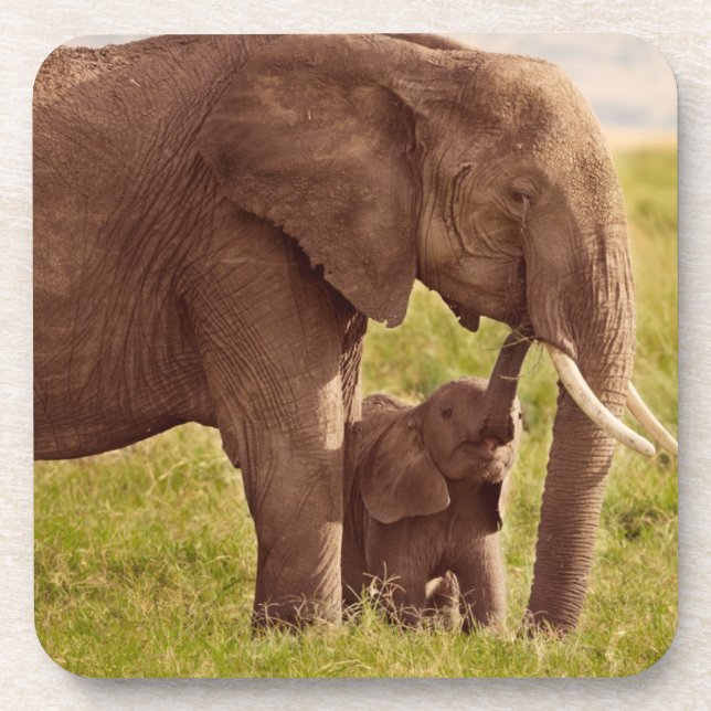 Elefant u. Baby Getty Bild-| Getränkeuntersetzer (Vorderseite)