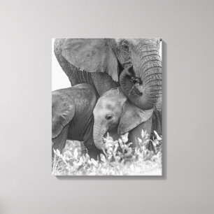 Elefant u. zwei Kälber Samburu Leinwanddruck