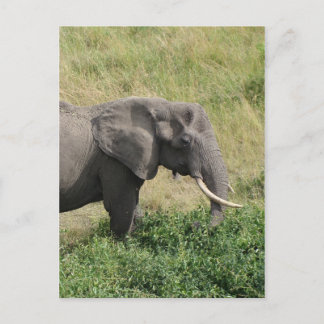 Elefant-Uganda-Afrika-2 Postkarte