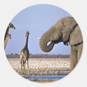 Elefant und Giraffe am Bewässerungsplatz Runder Aufkleber