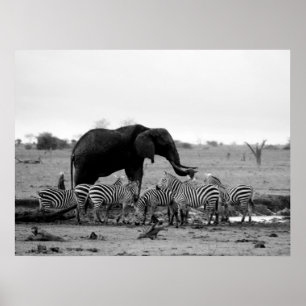 Elefant- und Zebrasplakat von 14,95 Poster