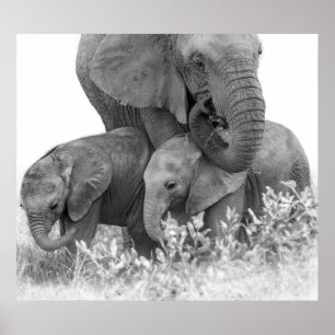 Elefant und zwei Kälber   Samburu Poster