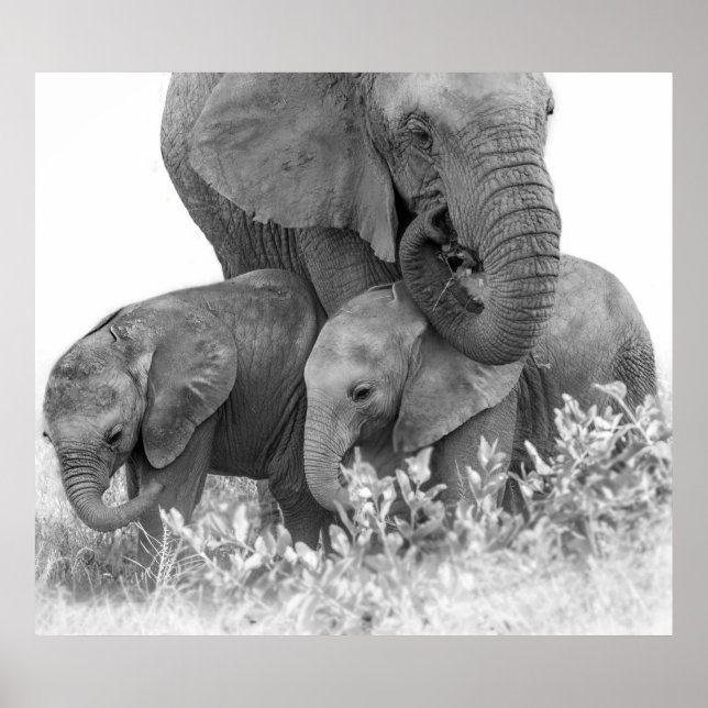 Elefant und zwei Kälber | Samburu Poster (Vorne)