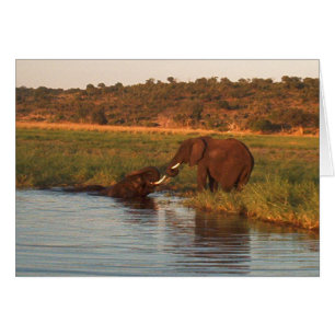 Elefanten am Sonnenuntergang, Chobe
