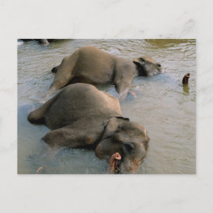 Elefanten auf der Waterhole-Postkarte Postkarte