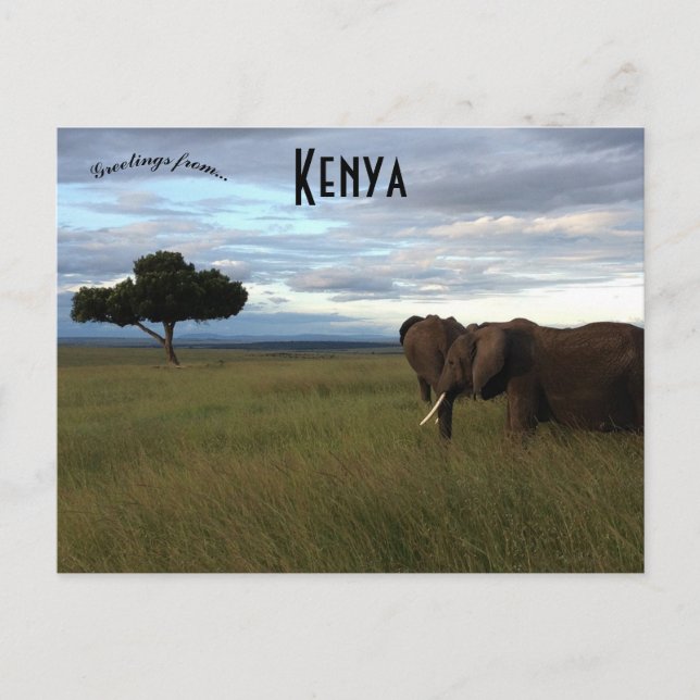 Elefanten auf einem Schlichten in Kenia Postkarte (Vorderseite)