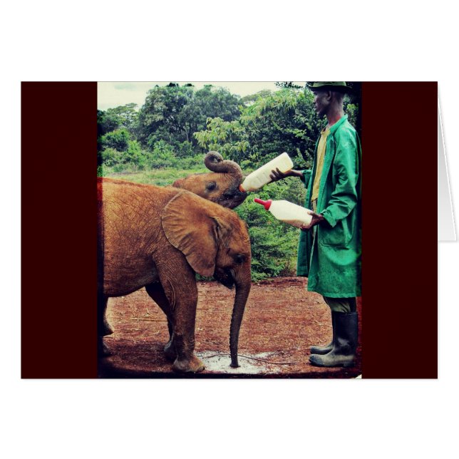 Elefanten des Babys - Fütternd Zeit (Vorderseite (Horizontal))