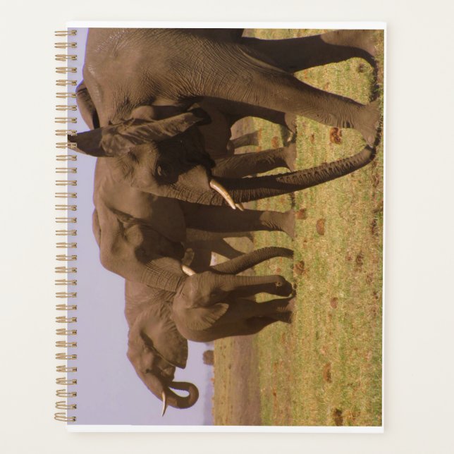 Elefanten des Chobe Planner Planer (Vorderseite)